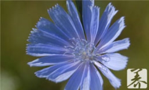 菊苣能治痛风吗