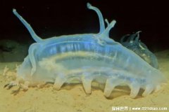  生活在深海中的神奇生物 海猪用手戳就会死海参的近亲