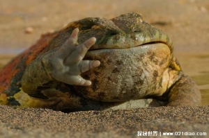  7000万年前的史前巨蛙 魔鬼蛙专门捕食恐龙(咬合力大)