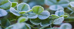 分生组织在植物的哪个部位