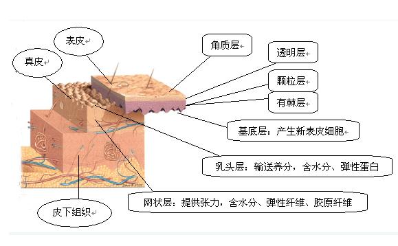 什么是角质层？怎样增加角质层厚度