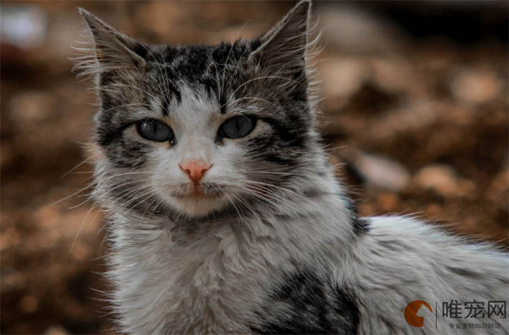 褴褛猫多久洗一次澡比较好 洗澡的注意事项有哪些