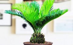 苏铁属于哪类植物苏铁能开花吗？