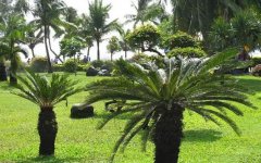 苏铁是什么植物苏铁的外形特点