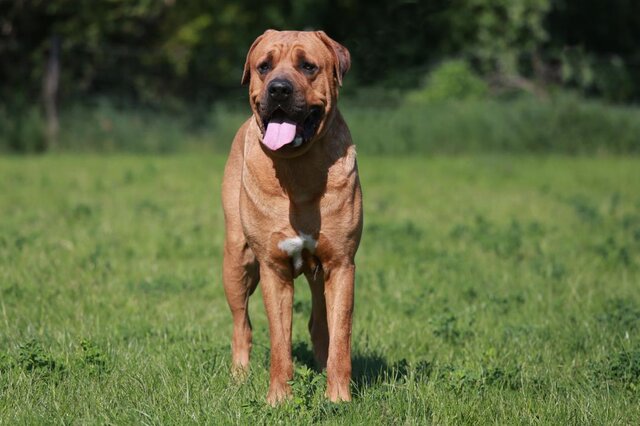 世界十大禁养猛犬排行榜：美国斗牛犬上榜，比特犬排第一位