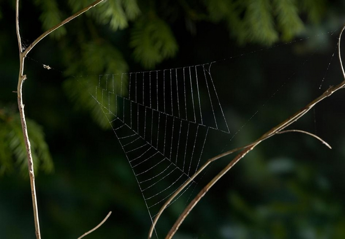 一只三角蛛属（Hyptiotes）的蜘蛛在刚结好的网上等待猎物。</p><p> PHOTOGRAPH BY STEPHEN DALTON, NATURE PICTURE LI