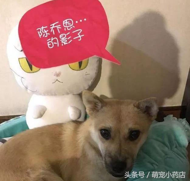 陈乔恩化身空姐为中华田园犬服务，如果有来生，请让我做她的狗（陈乔恩化身空姐为中华田园犬服务）(9)