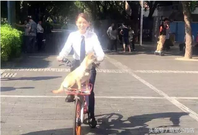 陈乔恩化身空姐为中华田园犬服务，如果有来生，请让我做她的狗（陈乔恩化身空姐为中华田园犬服务）(11)