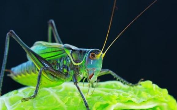 如何挑选好蝈蝈？蝈蝈怎样才算吃饱