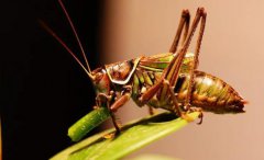 蝈蝈一到晚上叫的特别欢蝈蝈以什么为食
