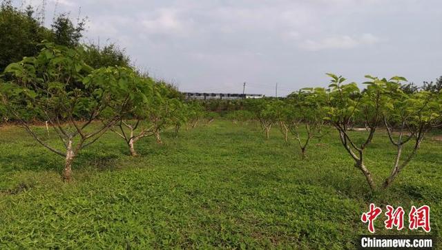 果园杂草丛生怎么办 中国热科院专家 以草治草 有高招（果园杂草丛生怎么办）(1)