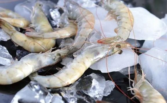 白虾是河虾还是海虾？白虾是寒性的吗