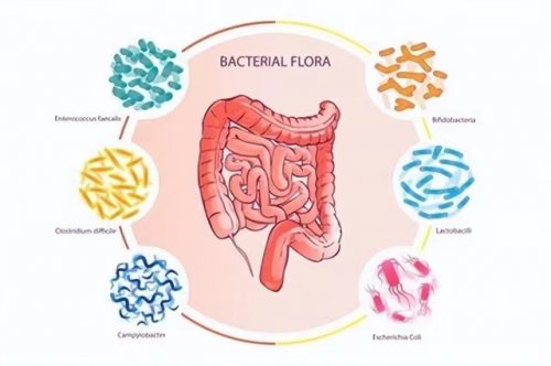 4种肠道抗炎食物健康长寿需从肠计议