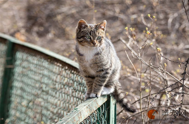 狸花猫为什么不让抱 如何让猫咪和人亲近