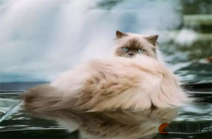 猫洗澡拿什么代替 正确方法是什么样的