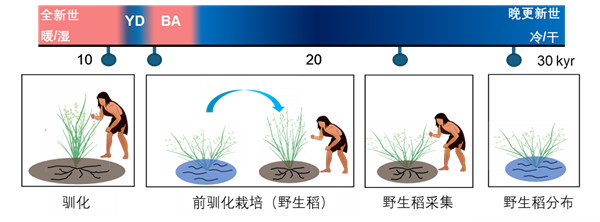 已有10万年！中国才是世界水稻的起源地