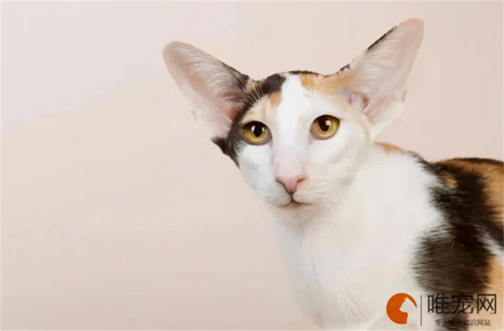 10天的东方短毛猫能送人吗