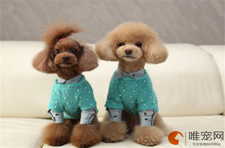 狗狗身上痒一直挠要用什么药 什么原因导致的