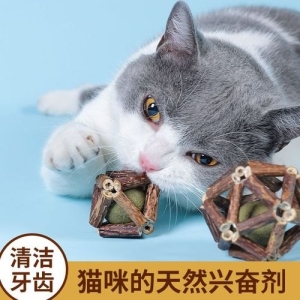 铲屎官有事需要出远门，家里的猫咪怎么办？ 要出门一天,猫放家里怎么办？