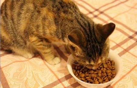 对于捡到的新生小奶猫，如何进行人工抚育？捡来的小奶猫吃什么