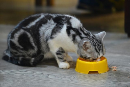 对于捡到的新生小奶猫，如何进行人工抚育？捡来的小奶猫吃什么