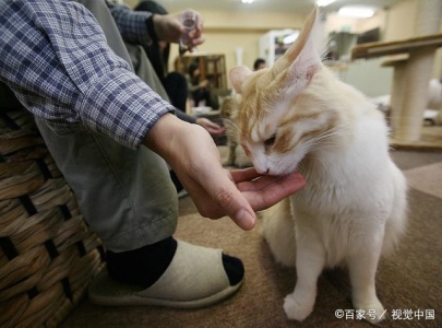 猫咪是如何交配的？奇怪的知识又增加了！ 猫咪是如何识别主人的