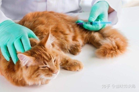 猫咪取暖却被灼伤？冷烫伤不可不防 猫被烫伤会自愈吗？