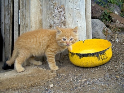 夜视？通灵？预知死亡？盘点猫咪的六大超能力