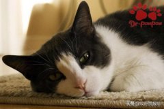 猫咪假如出现这5种症状，可能是生病的征兆！？猫咪假如出现这5种症状,可能是生病的征兆吗？为什么