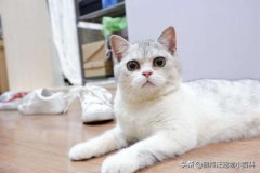 幼猫的0～月应该这样喂养，可千万别乱喂了！？猫月龄