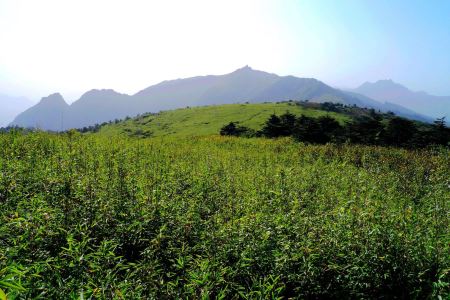 天津九龙山国家森林公园，天津一共有几个植物园