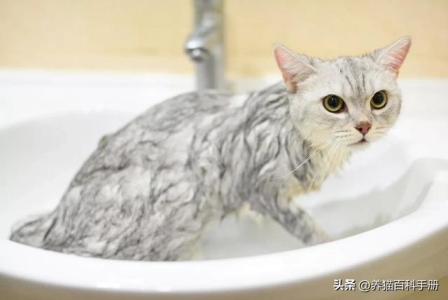 为什么你家橘猫嘴部有黑斑？橘猫的黑斑会形成黑色素瘤吗？