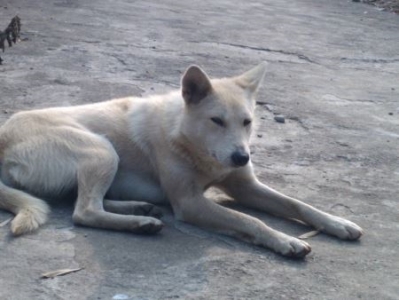 阿富汗猎犬：血统悠久的贵族犬种探秘