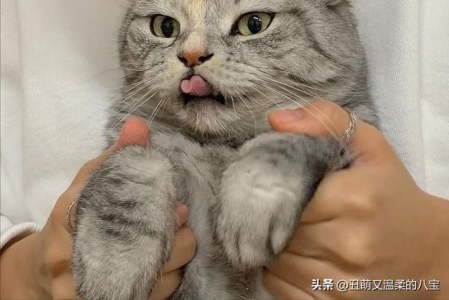 如何判断小猫的年龄？看这6个地方 就不会错