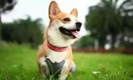 巴哥犬训练秘籍：掌握关键点，轻松训出好狗狗