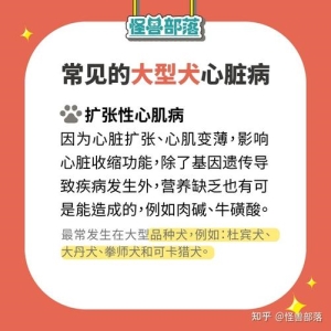 猫咪拉肚子了怎么办？有什么方法解决猫咪的拉稀问题？