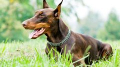 五大强悍犬种，能与狼匹敌的狗狗品种