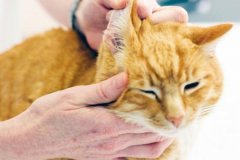 教你两招让猫咪用猫砂，轻松省心！