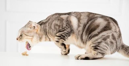 教你两招让猫咪用猫砂，轻松省心！
