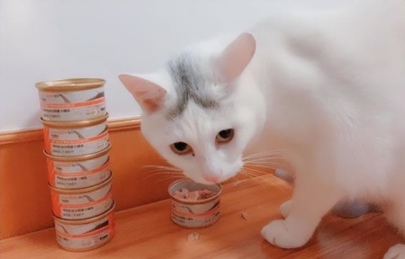 猫咪雌雄不难辨！判断猫咪们公母的办法多种多样，铲屎官们不妨试试
