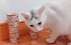 猫咪雌雄不难辨！判断猫咪们公母的办法多种多样，铲屎官们不妨试试