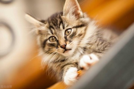 猫咪雌雄不难辨！判断猫咪们公母的办法多种多样，铲屎官们不妨试试