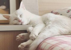 防止猫咬人抓人？被猫咬伤或者抓伤后我们该反应？