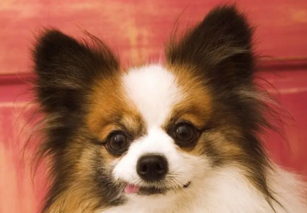 被狗咬住怎么办？如何安全地让狗松口？