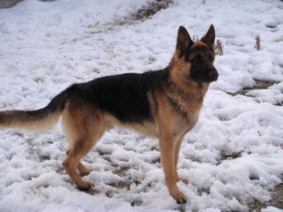 狗狗羊奶粉选购要点：不可忽略的几个关键因素