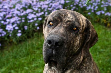 挑选比熊犬的秘诀：掌握这些要点，幸免购买时的陷阱