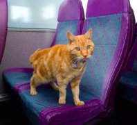 清理猫砂盆清理猫砂盆的步骤，看看你平时做