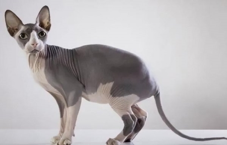 如何清理猫砂盆？清理猫砂盆的步骤，看看你平时做得对了没有