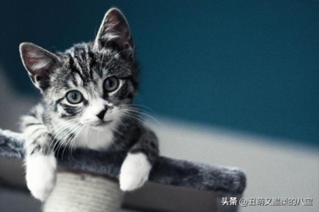 猫咪到底应该怎么驱虫？我总结出性价比最高的驱虫方法