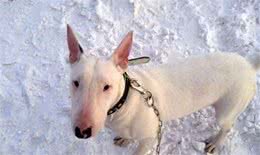 狗狗怀孕诊断指南：三个阶段四种方法准确判断